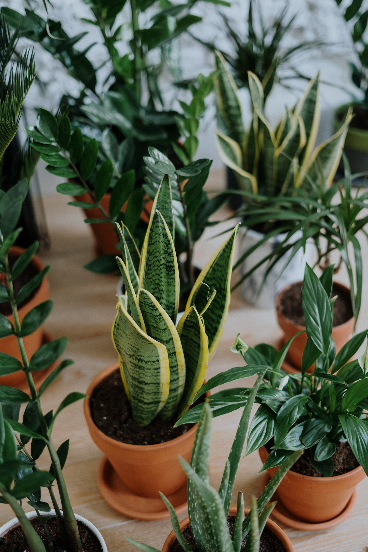 Lucky Plants On Main Door: घर के मुख्य दरवाजे के पास लगाएं ये 7 पौधे, चारों तरफ से बरसेगी सुख-संपत्ति